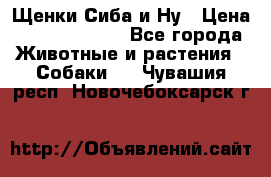 Щенки Сиба и Ну › Цена ­ 35000-85000 - Все города Животные и растения » Собаки   . Чувашия респ.,Новочебоксарск г.